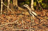 Bush Thick-knee